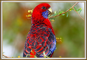 CRIMSON ROSELLA, PRETTY, NATURE, PARROT HD wallpaper