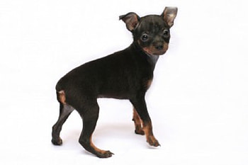 cute puppy, dog, animal, puppy, pet HD wallpaper
