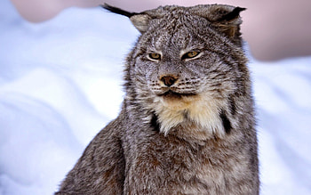 Animals, Snow, Muzzle, Canadian Lynx HD wallpaper
