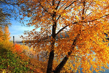 Autumn tree, river, sunny, colorful, nice, shore, reflection, autumn, warm, golden, fall, beautiful, grass, tree, falling, leaves, yellow, red, nature, sky, riverbank, lovely, harmony, foliage HD wallpaper