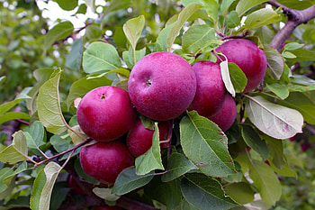 Apple Tree, Super dwarf red delicious apple, Plantnet Australia HD wallpaper