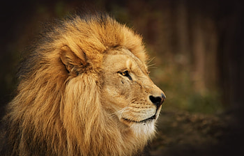 Animals, Lions HD wallpaper