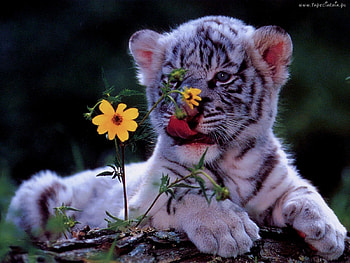 Little tiger, other, beautiful, tiger, animals HD wallpaper