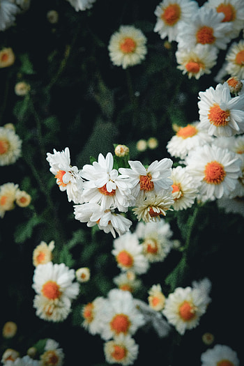 Flowers, Plant, Bloom, Flowering HD phone wallpaper