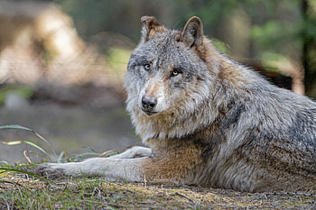 Animals, Predator, Wolf, Sight, Opinion, Animal HD wallpaper