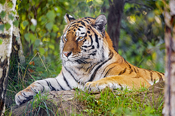 Animals, Grass, Predator, Big Cat, Sight, Opinion, Tiger, Stripes, Streaks HD wallpaper