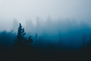 Grass, Dark, Wood, Tree, Fog HD wallpaper