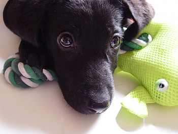 Dog, sweet, pay, dogs, puppies, cute, beautiful, beauty, playful, playful dog, puppy, dog face, pretty, animals, face, bubbles, lovely HD wallpaper