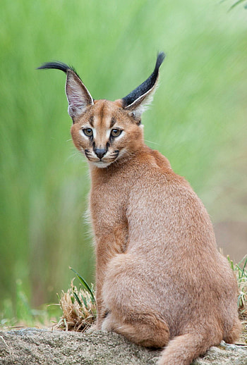 Exquisite breed, Adorable caracal, Exceptional appearance, Popular cat HD phone wallpaper