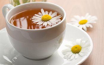 Objects, Camomile HD wallpaper