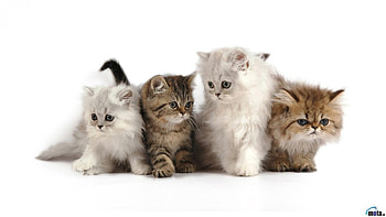 Animals, Cats HD wallpaper