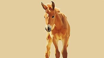 Majestic Foal, foal, horse HD wallpaper