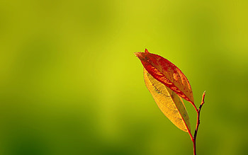 Autumn, Leaves, Macro, Glare, Dry HD wallpaper