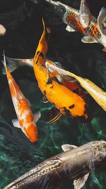 Koi fish , School of koi fish, Serene and tranquil, Beautiful marine life HD phone wallpaper
