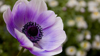 Lilac, Flower, Macro, Petals HD wallpaper