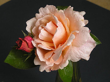rose, flowers, peach, bud HD wallpaper