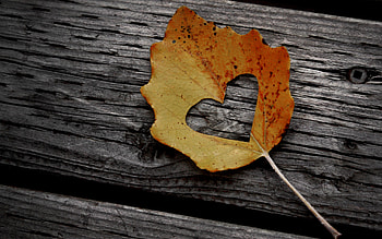 autumn love, graphy, fall, colors, still life, closeup, wood, love, autumn, leaf, romantic, heart HD wallpaper