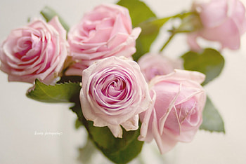Roses, pastel, pink, pink roses, soft, vase, home-style, beauty HD wallpaper