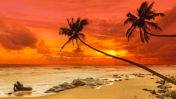 Tropical Sunset, palm, trees, sky, nature, afterglow, sunset, beach HD wallpaper