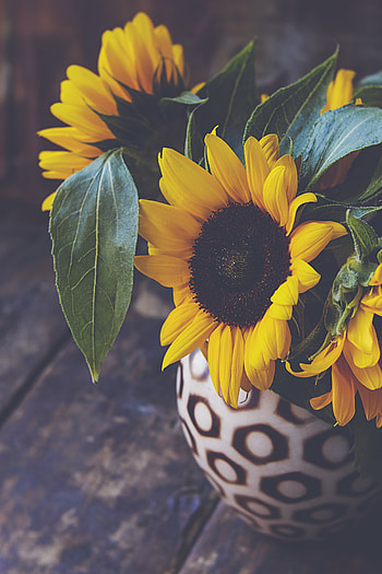 Flowers, Flower, Petals, Vase, Sunflower HD phone wallpaper