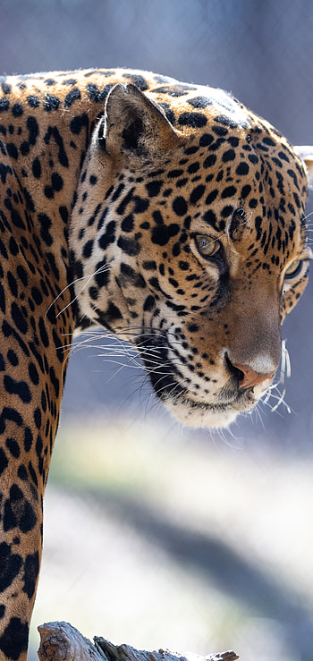Jaguar Gaze | Wild Jaguar Background | Silent Jaguar Animal, Animal, jaguar HD phone wallpaper