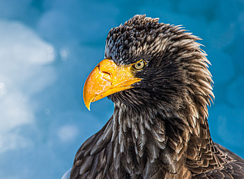 Bald eagle, yellow beak, predator bird HD wallpaper