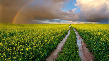 Landscape, Fields HD wallpaper