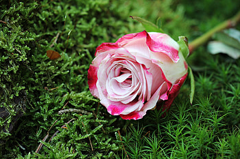 Flowers, Grass, Pink, Rose Flower, Rose, Bud HD wallpaper