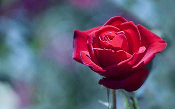 Red Rose, rose, petals, red, flower HD wallpaper