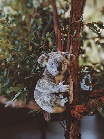 Adorable koala resting in a eucalyptus tree in Fig Tree Pocket, Australia. HD phone wallpaper