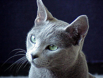 Russian blue, sweet, animal, kitten, cat, feline HD wallpaper