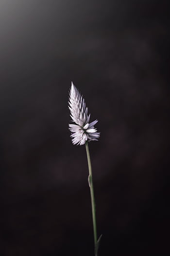 A single elegant blossom captured in focus against a dark, moody background. HD phone wallpaper