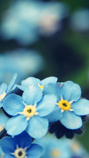 Blue Flowers, Blue Color, Flowers HD phone wallpaper