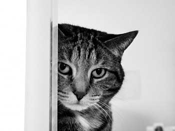 Cat, animal, pussy, kitty HD wallpaper