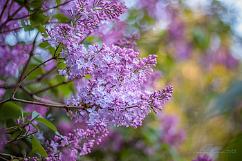 Vibrant Lilac Blossoms in Nature's Splendor, nature, lilac HD wallpaper
