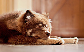 Animals, To Lie Down, Lie, Dog, Muzzle, Relaxation, Rest HD wallpaper