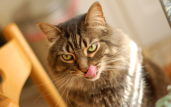 Cat tricky eye, kiiten, kitty, cats, cute, cat, nice, others, animals, funny, humor, adorable HD wallpaper