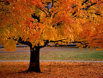 Landscape, Trees, Autumn HD wallpaper