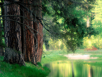 Landscape, Trees, Lakes HD wallpaper