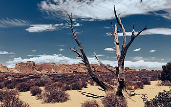 Dead tree, Utah, plants, clouds, landscape, sky, rocks, usa HD wallpaper