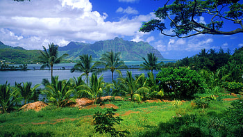 Landscape, Palms HD wallpaper