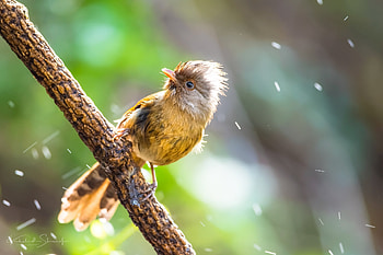 Bird, pasari, green, yellow HD wallpaper