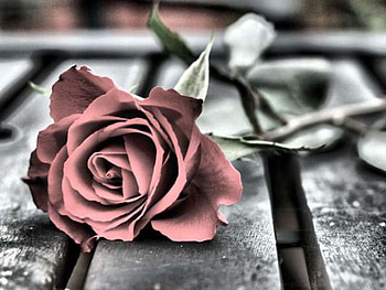 rose, sad, love, alone HD wallpaper