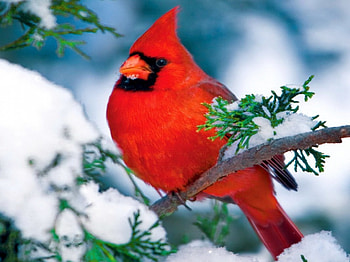Winter cardinal, winter, covered, frost, frozen, bird, cold, beautiful, nice, tree, snow, red, branches, nature, lovely HD wallpaper