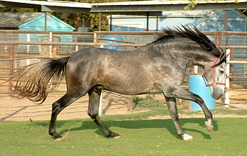 Grey Andalusian, spanish, andalusian, horses, grey HD wallpaper