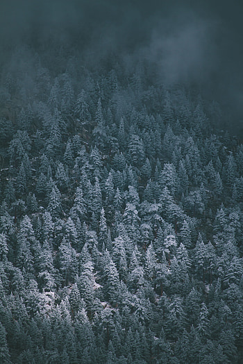 Nature, Trees, View From Above, Fog, Snow Covered, Snowbound HD phone wallpaper