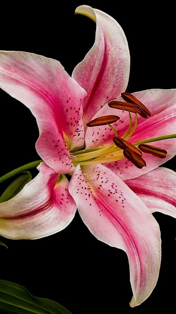 Pink Lily, Adorable, Flower Background HD phone wallpaper