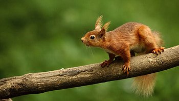 Animals, Squirrel, Animal, Curiosity HD wallpaper
