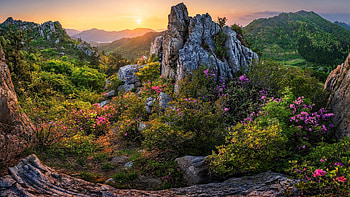 Wild flowers among mountain rocks, mountain, summer, wildflowers, view, beautiful, rocks, sunrise, sunset HD wallpaper