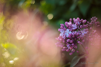 Lilac Dreams — Quad Nature, nature, lilac HD wallpaper